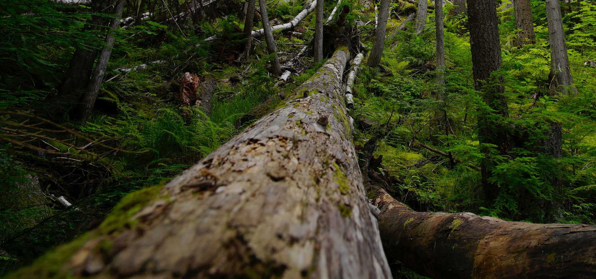 The Legacy of Classic RPGs: Nostalgia and Innovation